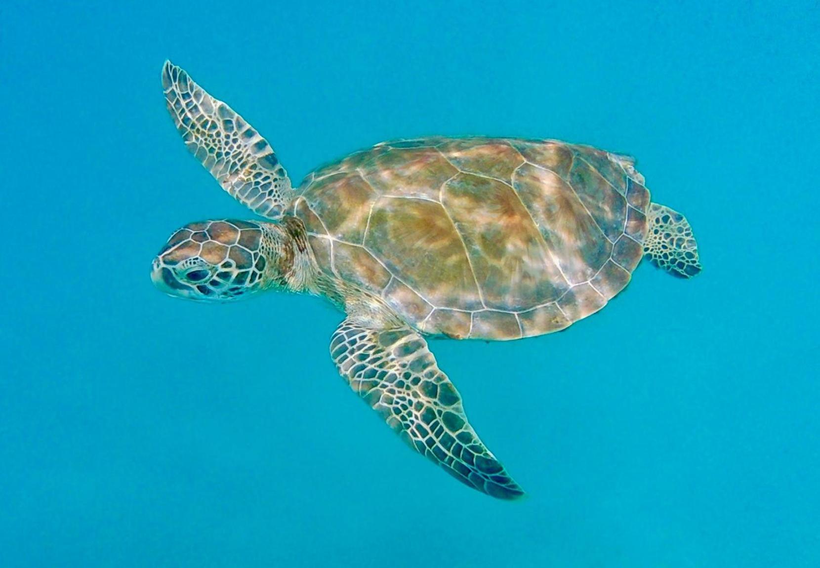 Blue Horizon Battaleys Mews Mullins Barbados Villa เซนต์ปีเตอร์ ภายนอก รูปภาพ