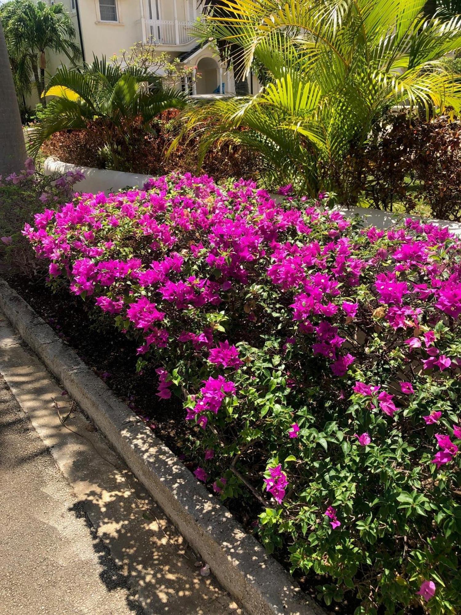 Blue Horizon Battaleys Mews Mullins Barbados Villa เซนต์ปีเตอร์ ภายนอก รูปภาพ